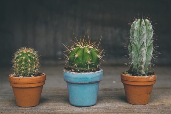 Mini Clay Pots (Set of 3)